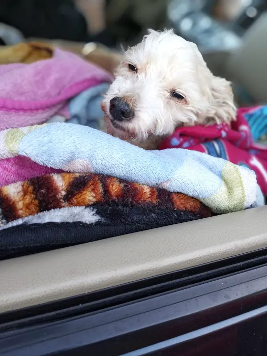 Thrive Pet Healthcare - Marietta Picture 9