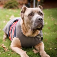 Suburban Veterinary Clinic ico