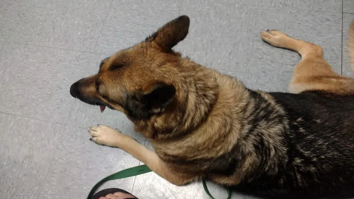 Suburban Veterinary Clinic Picture 2