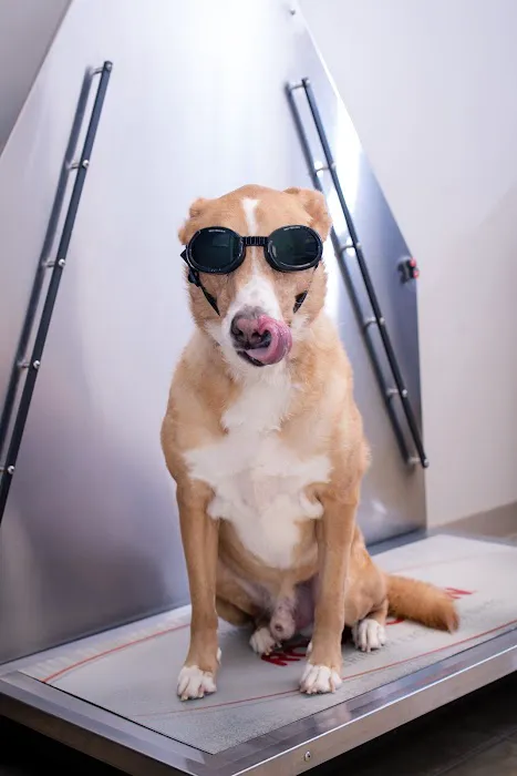 Four Paws Animal Hospital at Johns Creek Picture 5