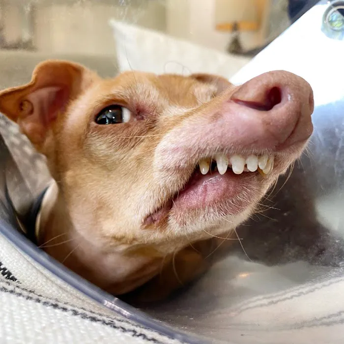 BluePearl Pet Hospital Picture 2