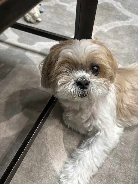 BluePearl Pet Hospital Picture 7