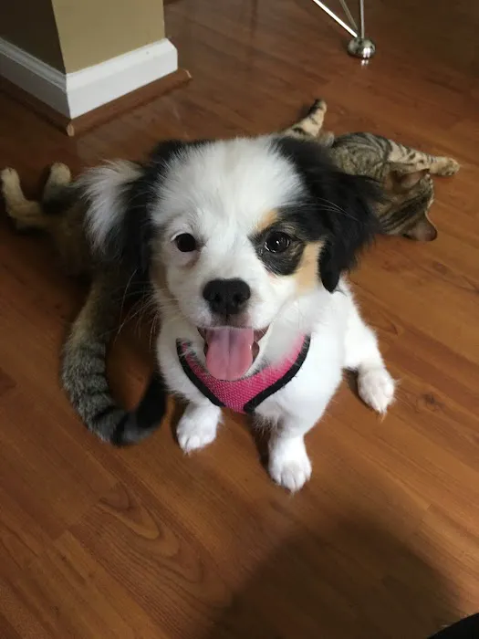 BluePearl Pet Hospital Picture 10