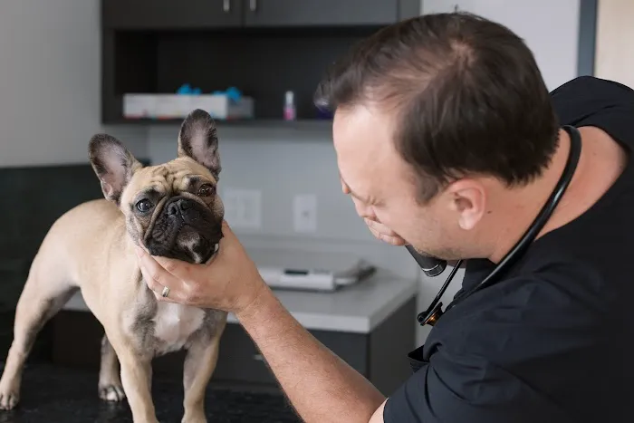 ModernVet: Johns Creek Vet Picture 3