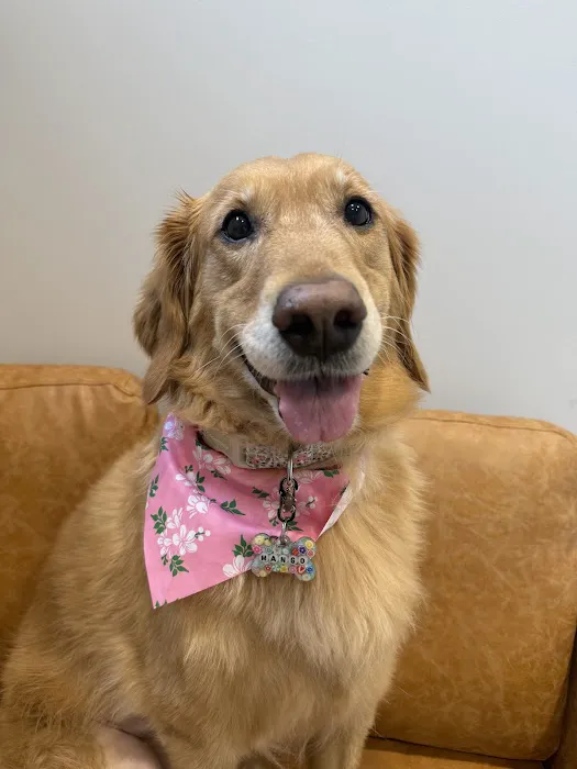 ModernVet: Johns Creek Vet Picture 1