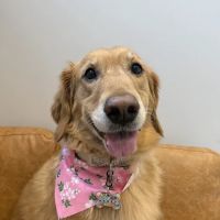 ModernVet: Johns Creek Vet ico