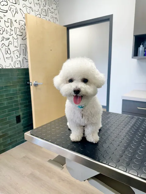 ModernVet: Johns Creek Vet Picture 7