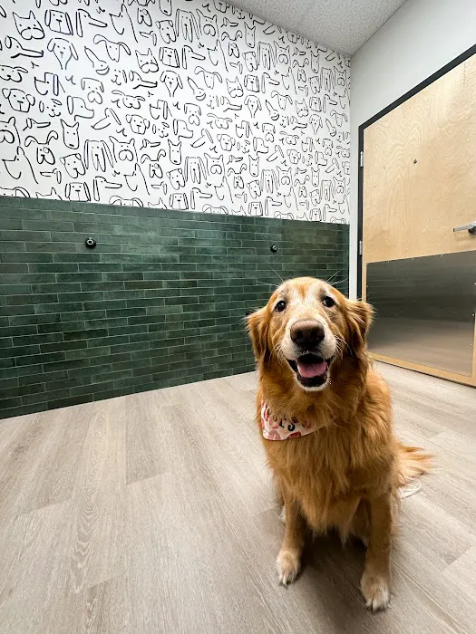 ModernVet: Johns Creek Vet Picture 10