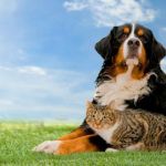 Chattahoochee Animal Clinic