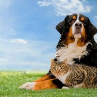 Chattahoochee Animal Clinic ico