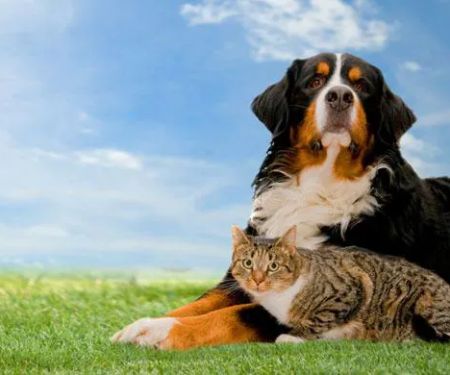 Chattahoochee Animal Clinic