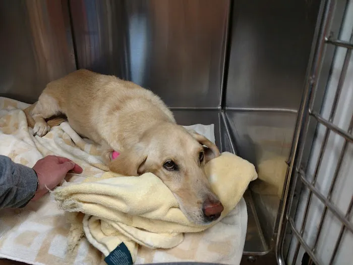 Chattahoochee Animal Clinic Picture 10