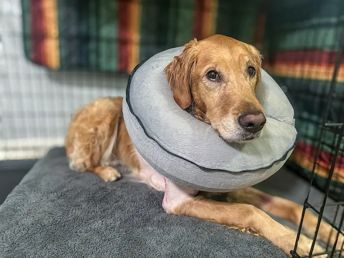 Alpharetta Veterinary Specialty & Emergency Picture 1