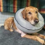 Alpharetta Veterinary Specialty & Emergency