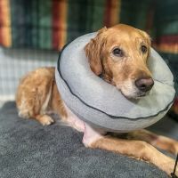 Alpharetta Veterinary Specialty & Emergency ico