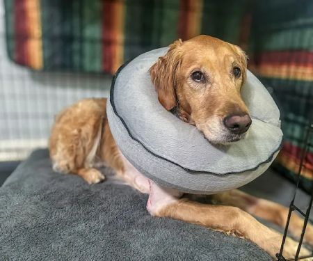 Alpharetta Veterinary Specialty & Emergency