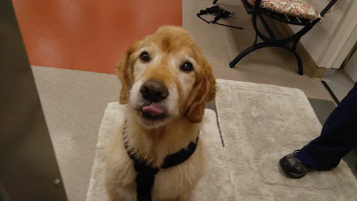 Atlanta Animal Rehab & Fitness Picture 2