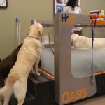 Atlanta Animal Rehab & Fitness