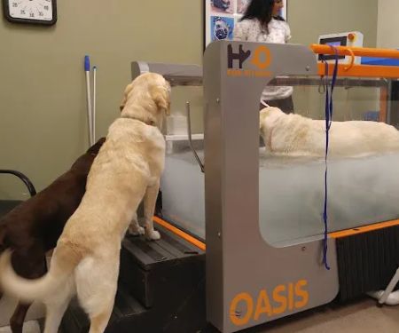 Atlanta Animal Rehab & Fitness