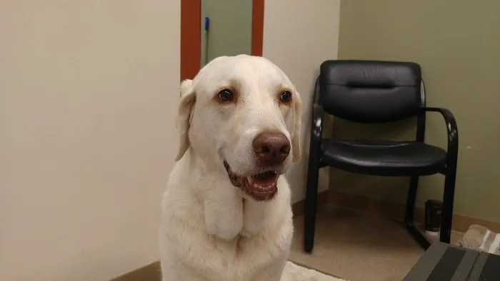Atlanta Animal Rehab & Fitness Picture 8