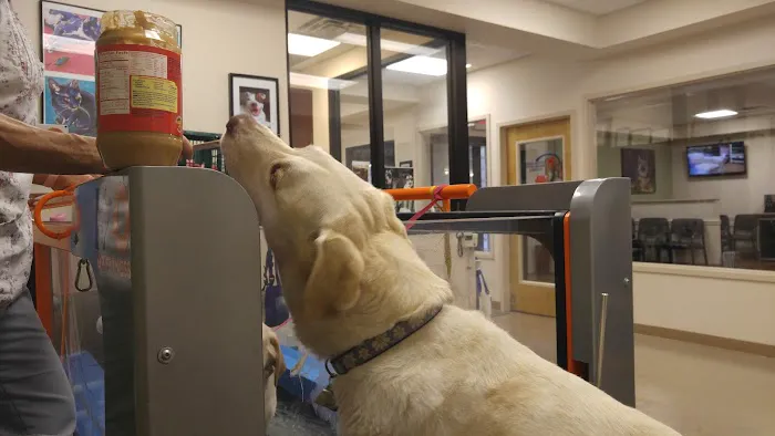 Atlanta Animal Rehab & Fitness Picture 5
