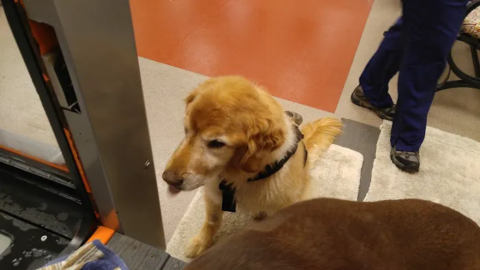 Atlanta Animal Rehab & Fitness Picture 9