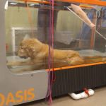 Veterinary Referral Surgical Practice