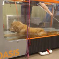 Veterinary Referral Surgical Practice ico