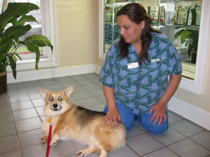 VCA Roswell Animal Hospital Picture 6