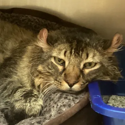 VCA Roswell Animal Hospital Picture 8
