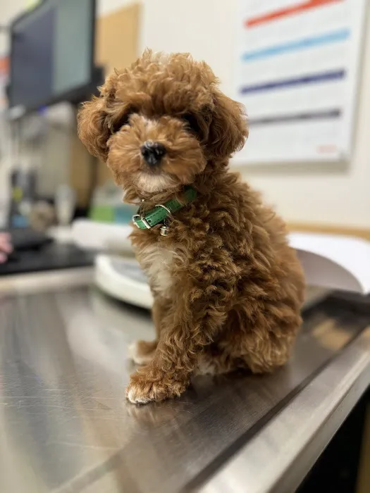 Banfield Pet Hospital Picture 1