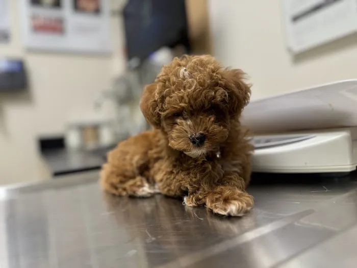 Banfield Pet Hospital Picture 6