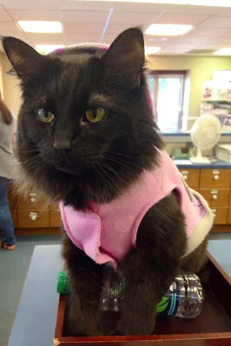 Tritt Animal Hospital Picture 7