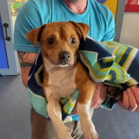 Kent Vet Clinic East Cobb ico