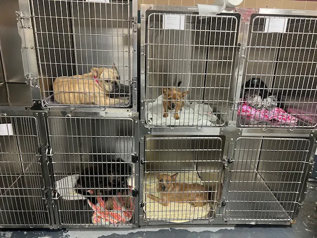 Kent Vet Clinic East Cobb Picture 6