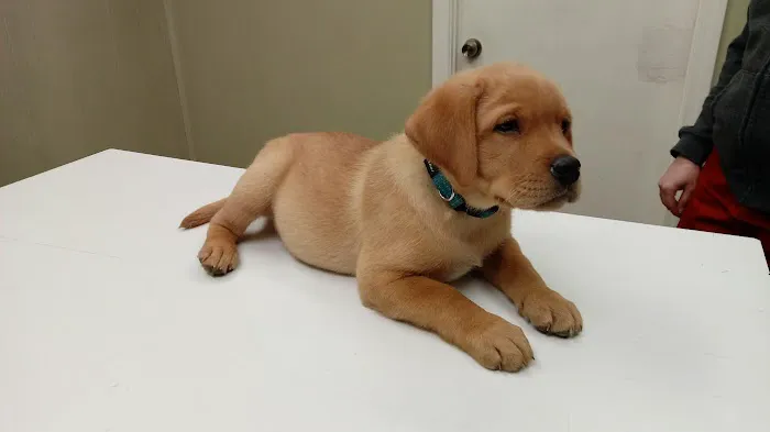North Fulton Veterinary Hospital Picture 1