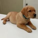North Fulton Veterinary Hospital