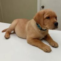 North Fulton Veterinary Hospital ico
