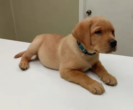 North Fulton Veterinary Hospital