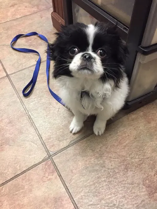 North Fulton Veterinary Hospital Picture 4