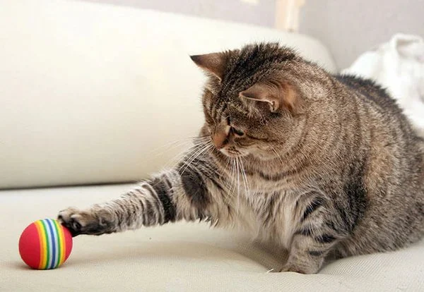 How to Keep Your Senior Cat Active and Engaged – Tips and Activities