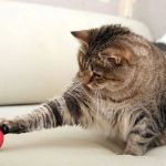 How to Keep Your Senior Cat Active and Engaged – Tips and Activities