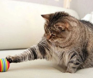 How to Keep Your Senior Cat Active and Engaged – Tips and Activities