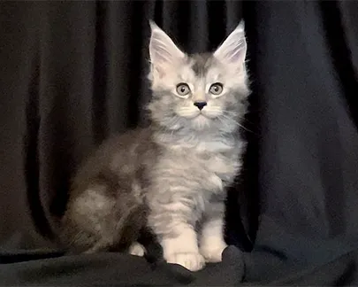 MaineCoon Pride Picture 1