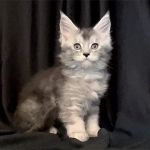 MaineCoon Pride