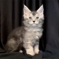 MaineCoon Pride ico