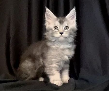 MaineCoon Pride