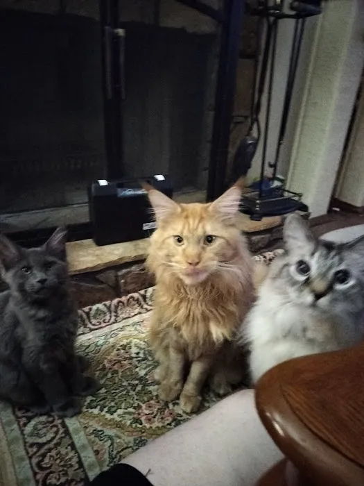 MaineCoon Pride Picture 2