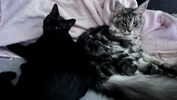 MaineCoon Pride Picture 7