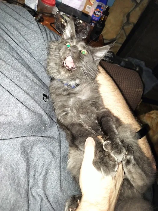 MaineCoon Pride Picture 5